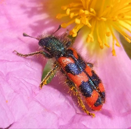 corso di disegno naturalistico 10^ lezione